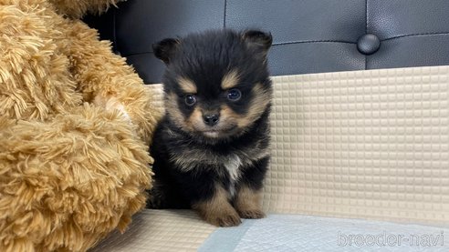 成約済の兵庫県のポメチワ:ポメラニアン×チワワ-314426の7枚目